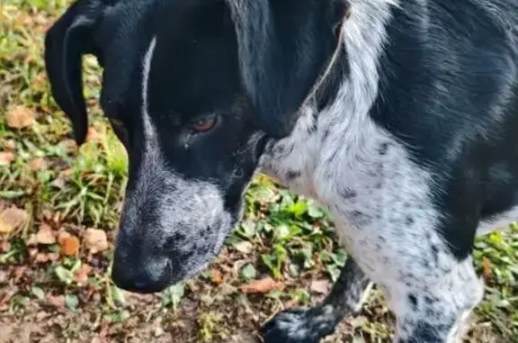 Найдена собака, Новочебоксарск, фото: Собака найдена, Коммунистическая 26, Нчбск