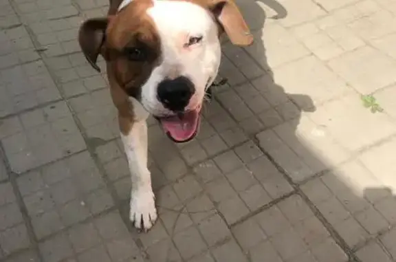 Собаки потеряшки, Кропоткин, фото: Потеряшка собака, Дальний пер., 23, Кропоткин