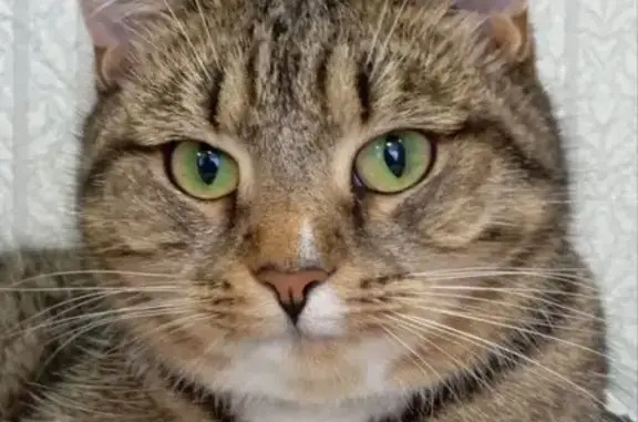 Пропала кошка, ул. Мопра, 10Б, Киров