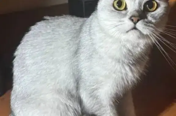 Кошки потеряшки, , фото: Потеряшка кошка, Ижевск, Красноармейская 103А