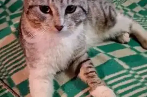 Найдена кошка, Пермь, фото: Котик найден: ул. Уинская, Пермь