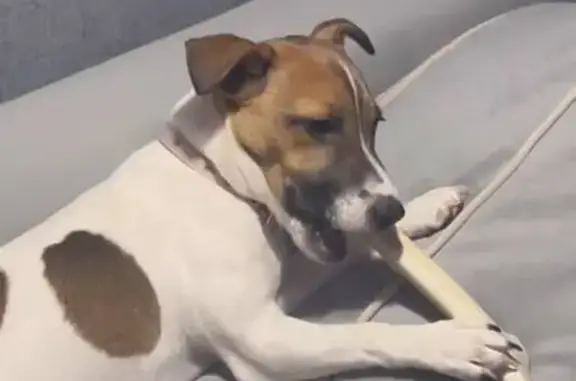 Пропала собака, Перовская ул., Москва