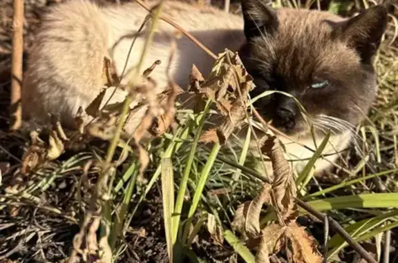 Найдена кошка, Зональная станция, фото: Кошка найдена: Строительная ул., 18