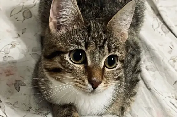 Пропала кошка, ул. Черняховского, Пермь