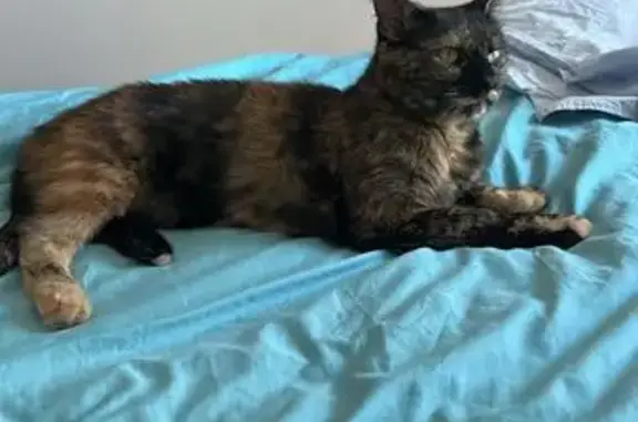 Кошка найдена в ЖК Анаполис, Варваровка