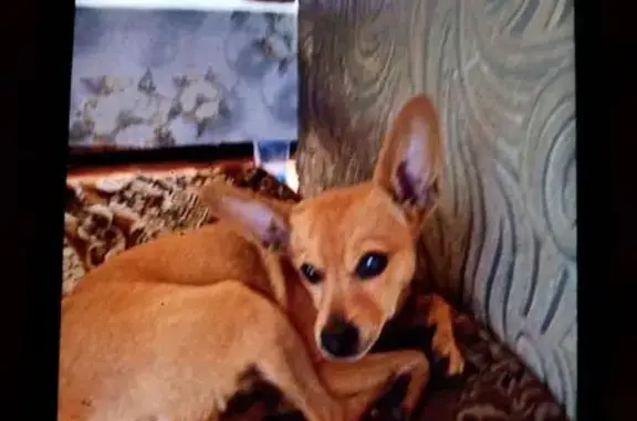 Пропала собака на ул. Горняков, Магнитогорск