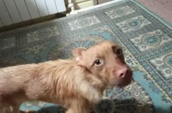 Найдена собака, Оренбург, фото: Собака найдена: Советская 36, Оренбург