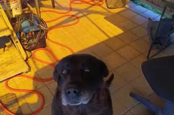 Пропала собака, 70К-248, Октябрьский