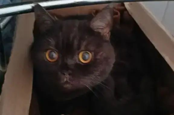 Кошка найдена: ул. Гаранькина, 19, Оренбург