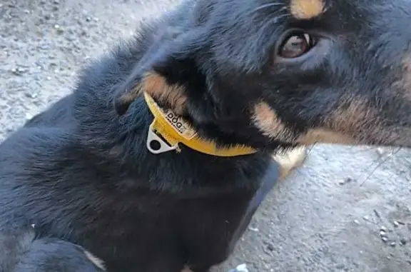 Найдена собака, Краснодар, фото: Собака найдена: Ростовское шоссе, 52/4