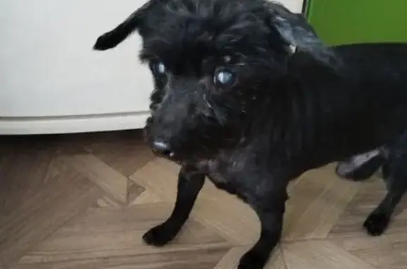 Найдена собака, ул. Паши Савельевой, 39 к5