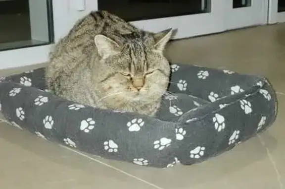 Найдена кошка, , фото: Кошка найдена: Ставропольская ул., 7