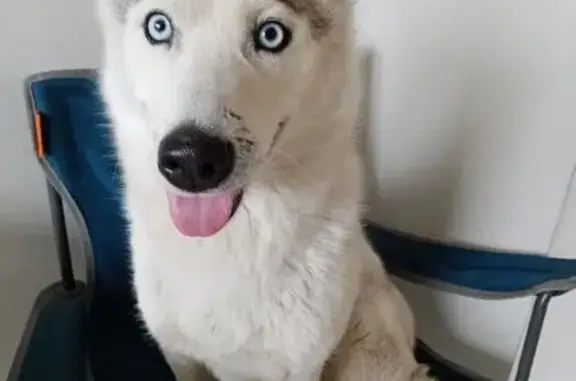 Собаки потеряшки, Ростов-на-Дону, фото: Потеряшка собака, Жатвенный пер., 4А, Ростов