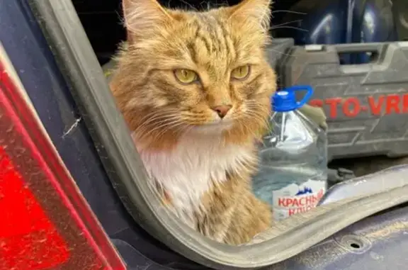 Кошки потеряшки, Уфа, фото: Потеряшка кот Пушок, Уфа, Башкортостан