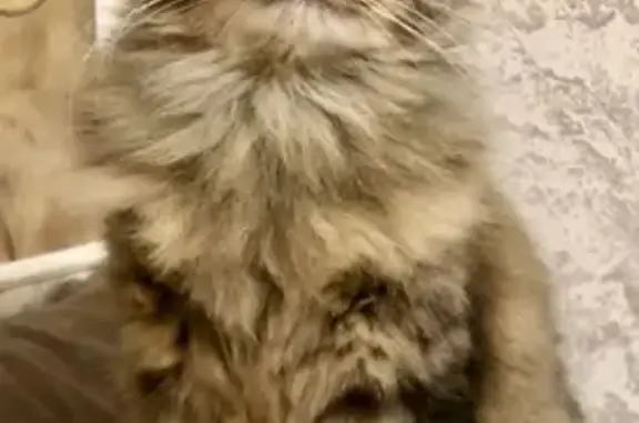 Кошки потеряшки, Москва, фото: Потеряшка кошка, Пятницкая 48 с3, Москва