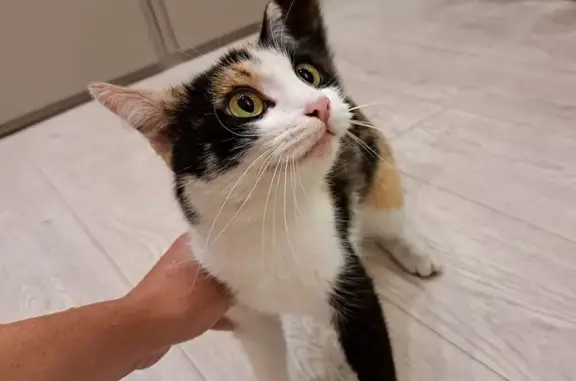 Найдена кошка, Ульяновск, фото: Кошка найдена на Тимуровском, 20, Ульяновск