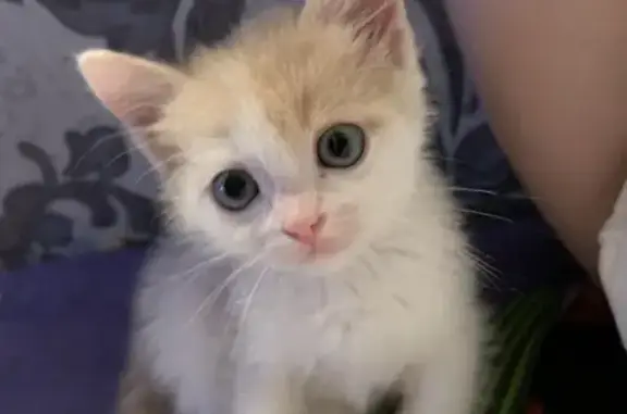 Пропала кошка, Нижний Новгород