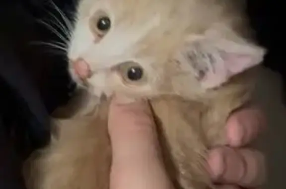 Пропала кошка, ул. Богаткова 194/6