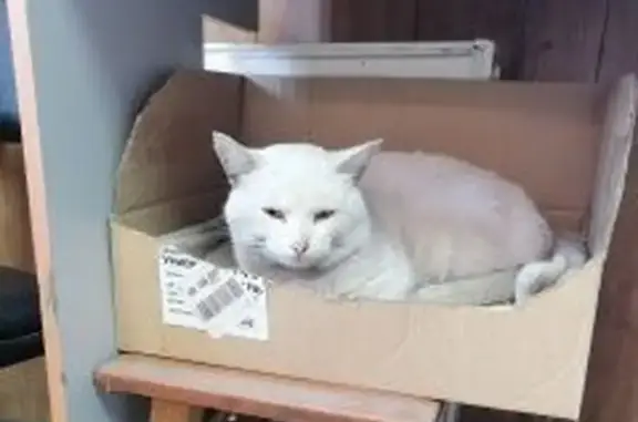 Пропала кошка, Песочная ул., Ярославль