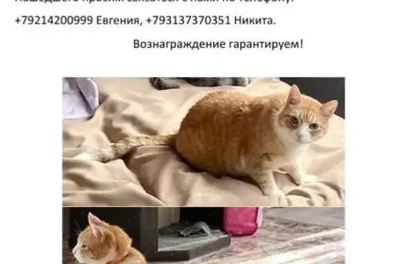 Пропала кошка, Стрельнинское шоссе