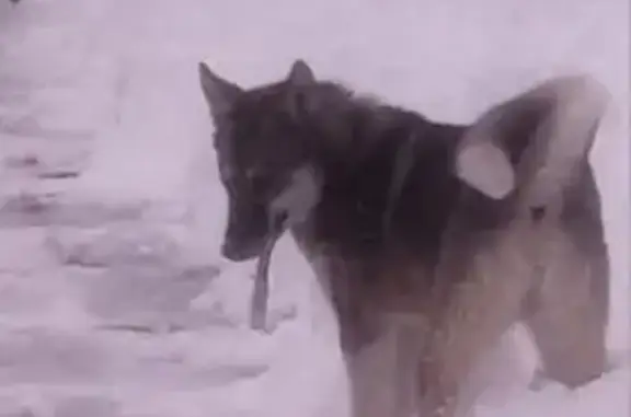 Собаки потеряшки, Верх-Сыра, фото: Потеряшка собака, Верх-Сыра, Пасечная 14