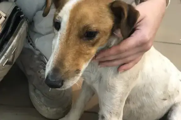 Найдена собака на Казахской ул., 5, Ростов