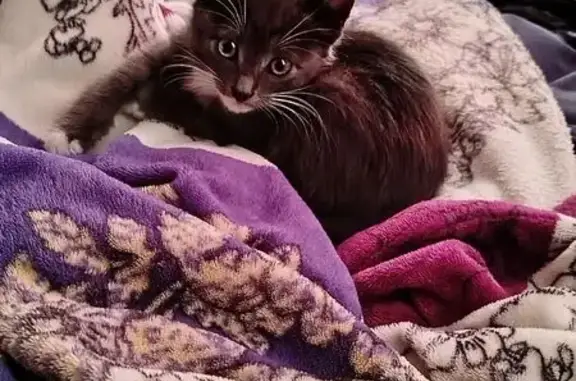 Найдена кошка, ул. Благовещенская, Уфа