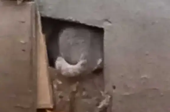 Потеряшка на Профсоюзной, 33 с1, Москва