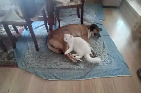 Пропала кошка, ул. Степана Разина 124