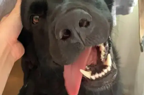 Собаки потеряшки, , фото: Потеряшка черный лабрадор, Береговая ул.