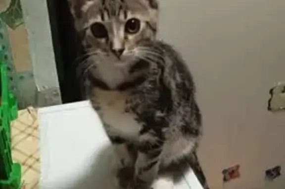 Кошки потеряшки, , фото: Потеряшка кошка, Спорная ул. 4, Кривенковское