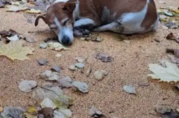 Найдена собака, Лобня, фото: Собака найдена: ул. Ленина, 37, Лобня