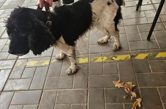 Найдена собака, Энгельс, фото: Спаниель найден: Лесокомбинатская, 24, Энгельс