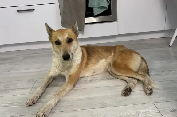 Собака найдена: ул. Постовского, Екатеринбург