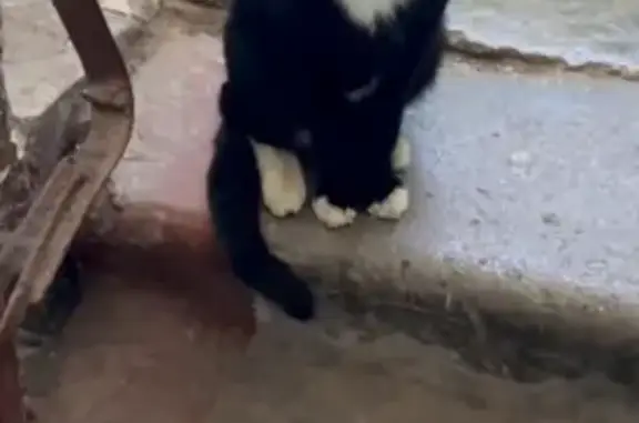 Найдена кошка, Князе-Волконское, фото: Котик найден на Молодёжной улице, Князе-Волконское