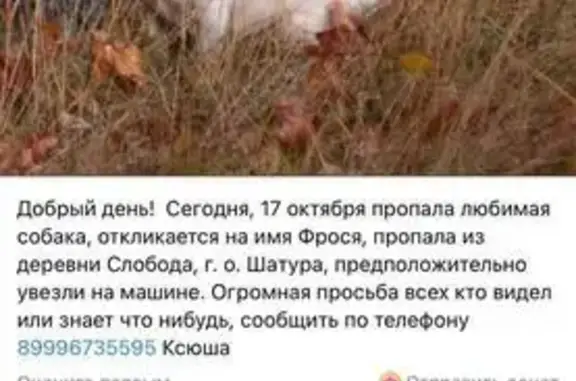 Собаки потеряшки, , фото: Потеряшка собака в Слободе, МО