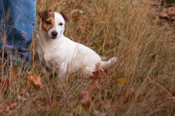 Собаки потеряшки, , фото: Потеряшка собака в Слободе, МО