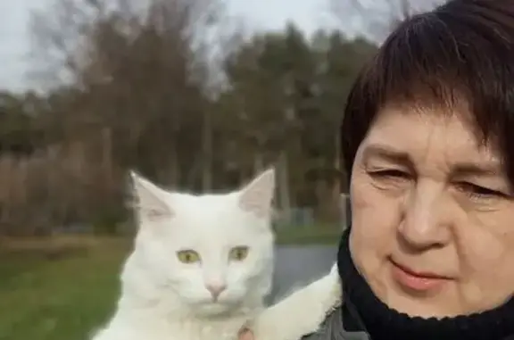 Найдена кошка, Берёзовский, фото: Красивая кошка найдена: ул. Королёва, 1