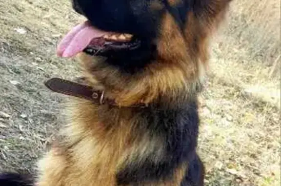 Собаки потеряшки, , фото: Потеряшка овчарка Агата на Заводской пл.