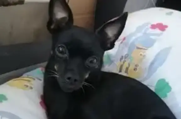 Пропала собака, ул. Воронова 12Б, Крск.