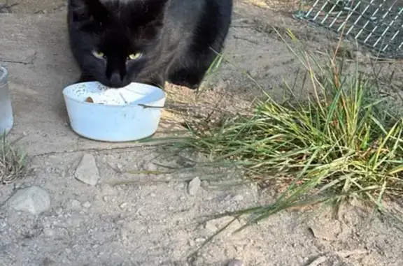 Найдена кошка, Ленинградская область, фото: Чёрный кот найден в Первомайском, Ленобласть