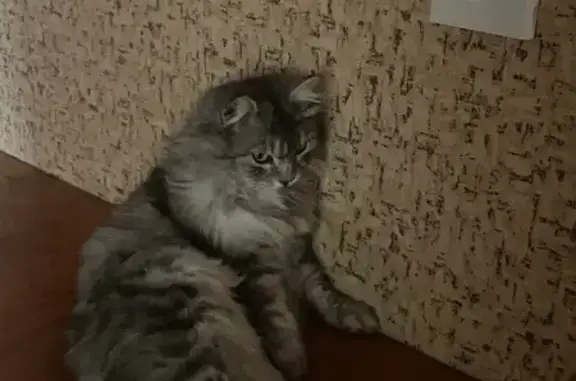 Кошки потеряшки, Астрахань, фото: Потеряшка кошка: ул. Нахимова, 66В, Астрахань