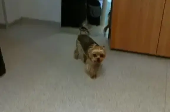 Найдена собака, Калужская область, фото: Йорк найден в ТЦ 