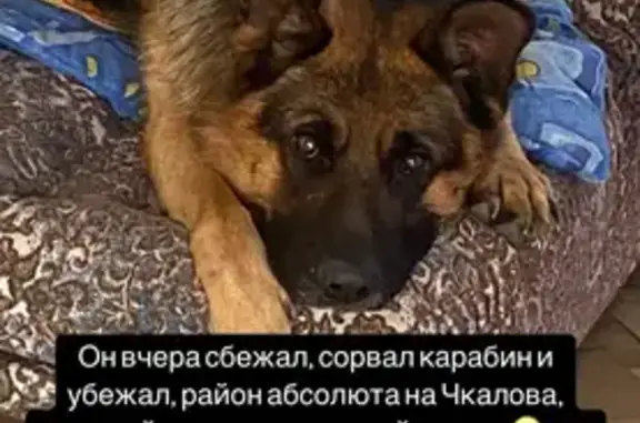 Пропала собака, ул. Чкалова, 30, Чита