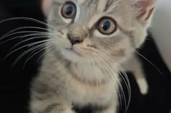 Кошки потеряшки, Можга, фото: Потеряшка кошка, ул. Фалалеева, Можга