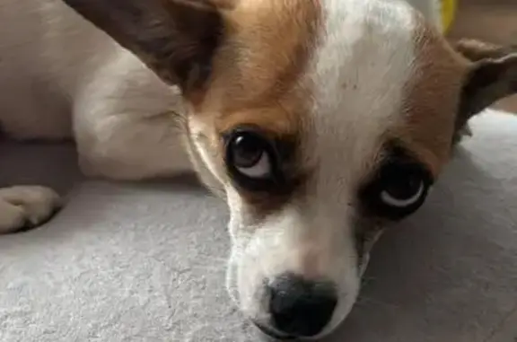 Пропала собака, Комсомольский пер., 5