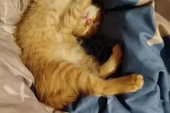 Найдена кошка, , фото: Кошка найдена в Уфе, Башкортостан