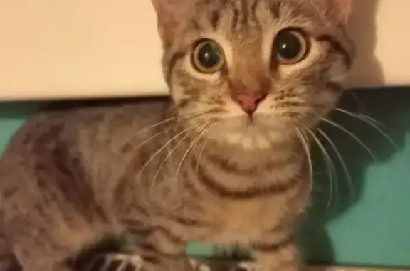 Объявления о пропавших и найденных животных, Ярославская область, фото: Кошка найдена в Ростове Великом, Ярославская обл.