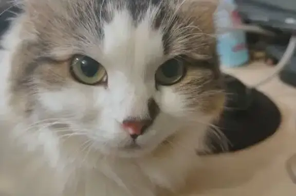 Пропала кошка в Ярославле, Ярославская обл.