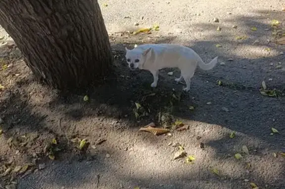 Собака найдена: Краснодар, ул. 2-я линия 146